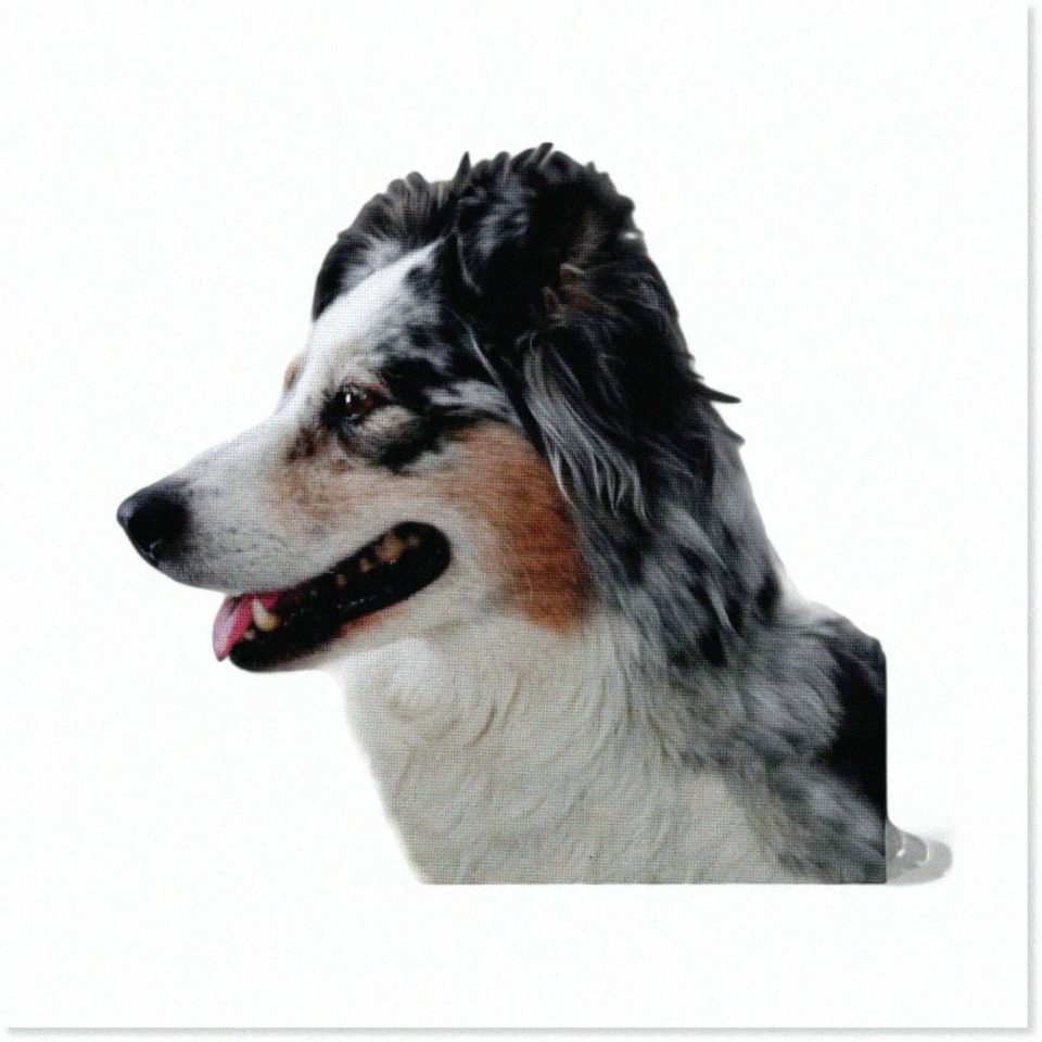 Select Multi-Purpose Aussie Paws Patchwork: Vibrant 10x10-Inch Australian Shepherd Quilt Square